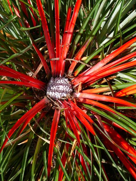 University of Bristol Botanic Garden